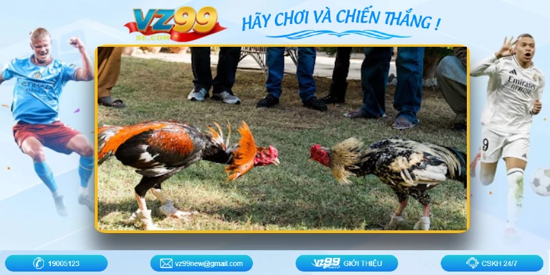 cac-hinh-thuc-da-ga-truc-tuyen-campuchia-kich-tinh