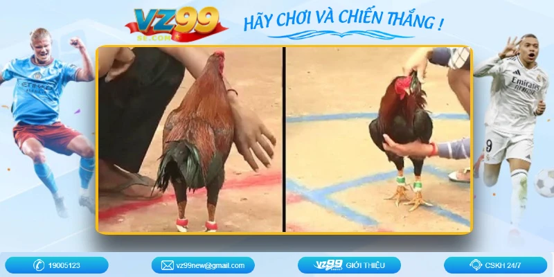 giao-dien-sanh-da-ga