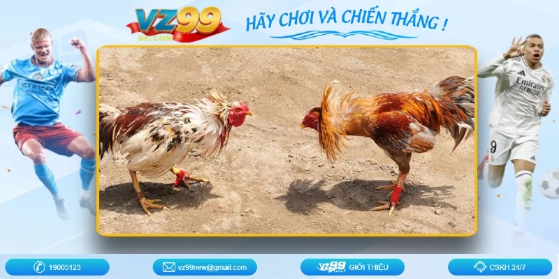 luu-y-khi-choi-da-ga-campuchia