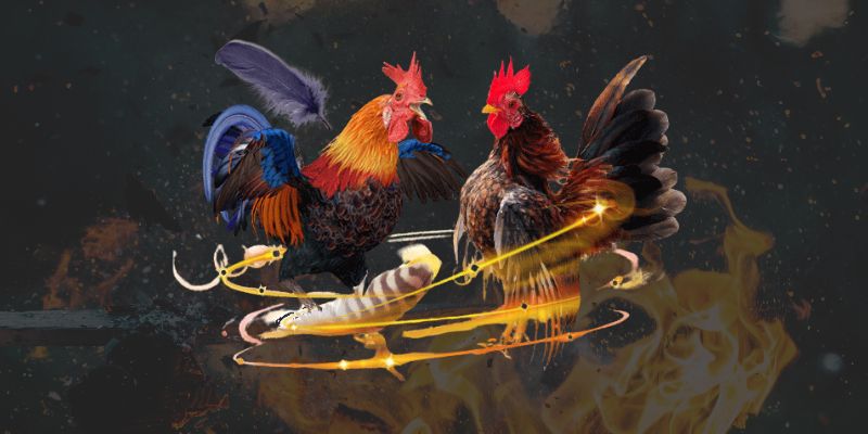 da-ga-binh-luan-vien-gia-tang-su-chuyen-nghiep