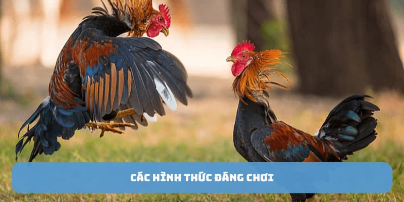 da-ga-tre-thomo-loai-hinh