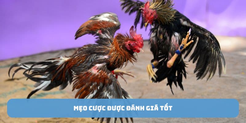 da-ga-tre-thomo-meo